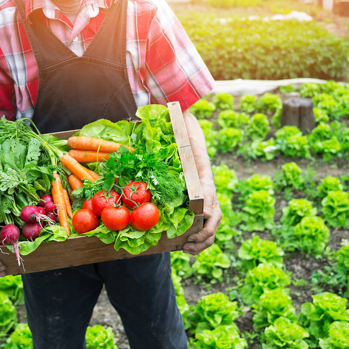 Metal Vs Wooden Raised Garden Beds: Comparing The Pros and Cons Of Each