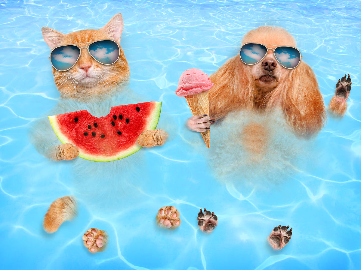 How to Make Your Pet Cool Off All Summer