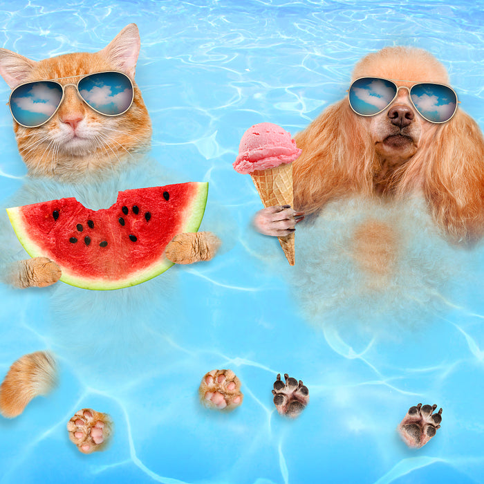 How to Make Your Pet Cool Off All Summer