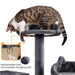 cat tree xl